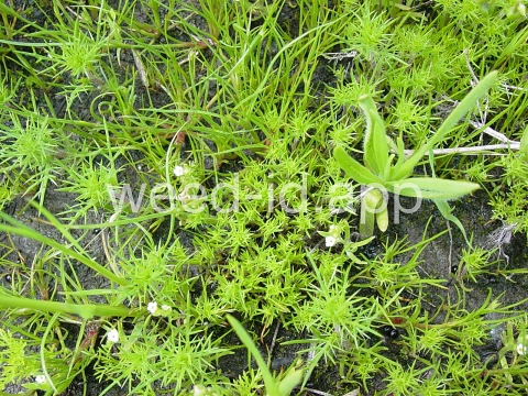 navarretia, needle-leaf